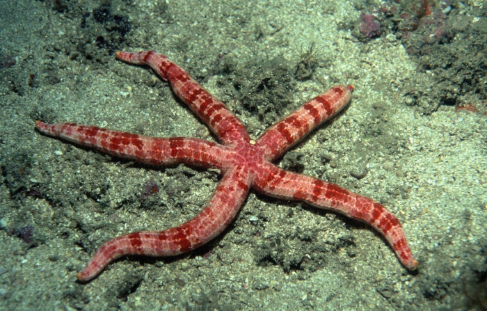 Copidaster lymani Copidaster lymani