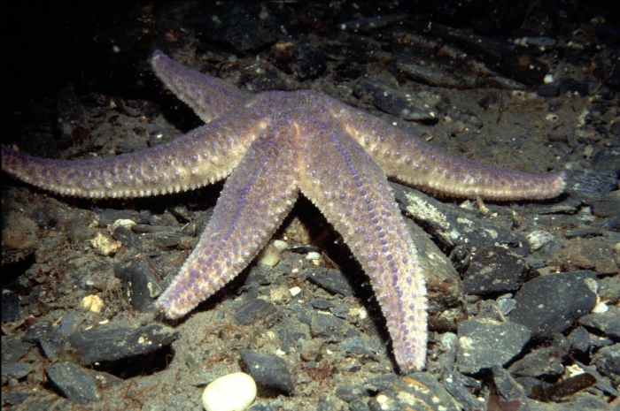 Asterias rubens Asterias rubens