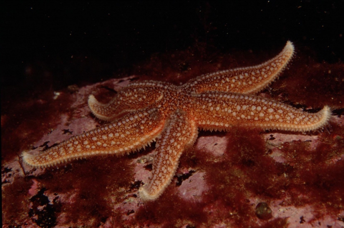 Asterias rubens Asterias rubens