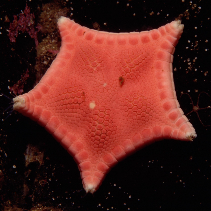 Ceramaster granularis Ceramaster granularis
