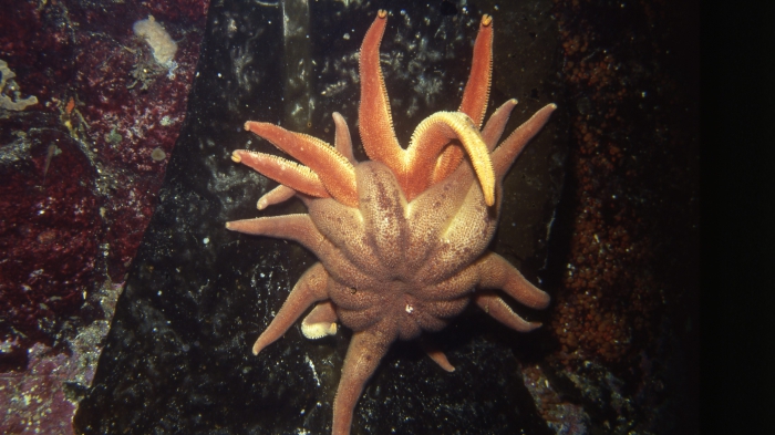 Solaster dawsoni From British Columbia, Canada