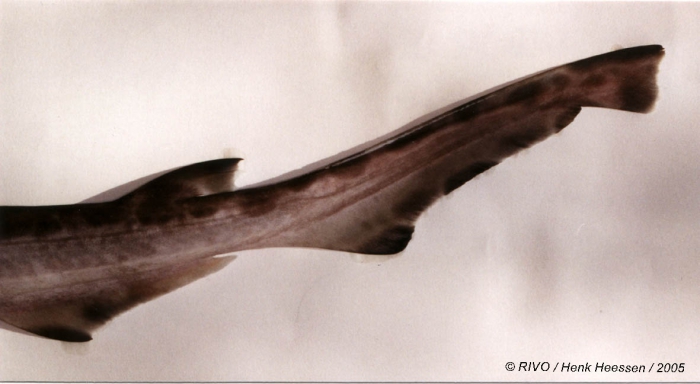 Galeus melastomus Rafinesque, 1810 Galeus melastomus Rafinesque, 1810