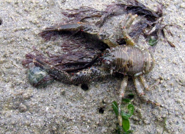 Galathea squamifera Galathea squamifera