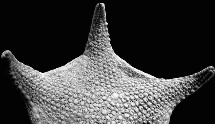 Toraster, aboral surface Toraster, aboral surface