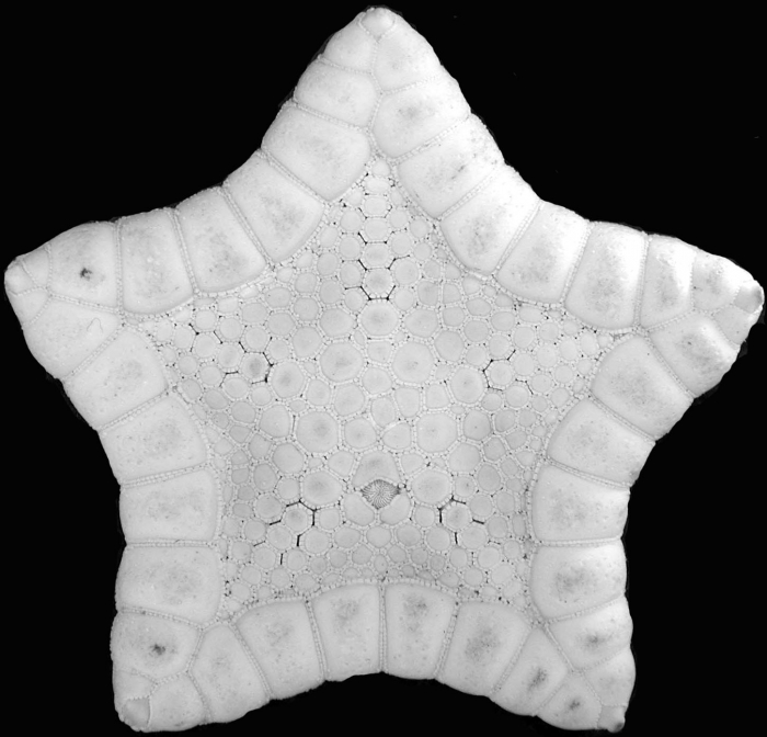 Pawsonaster aboral surface Pawsonaster aboral surface