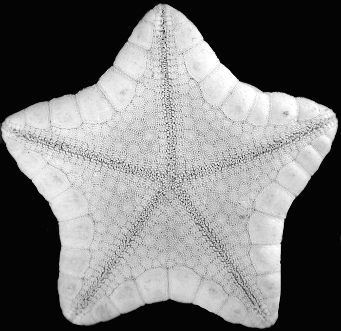 Pawsonaster oral surface Pawsonaster oral surface