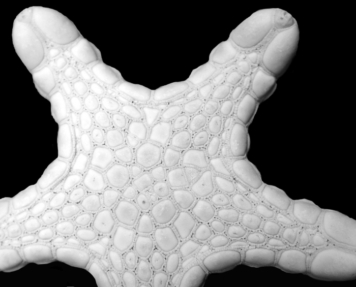 P. duebeni aboral surface P. duebeni aboral surface