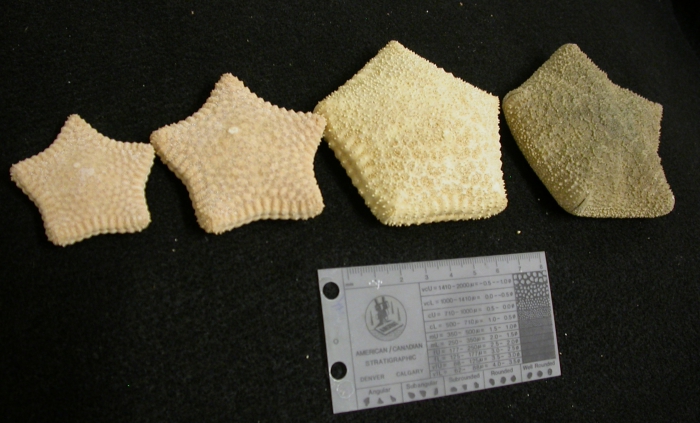 Culcita size range Culcita size range
