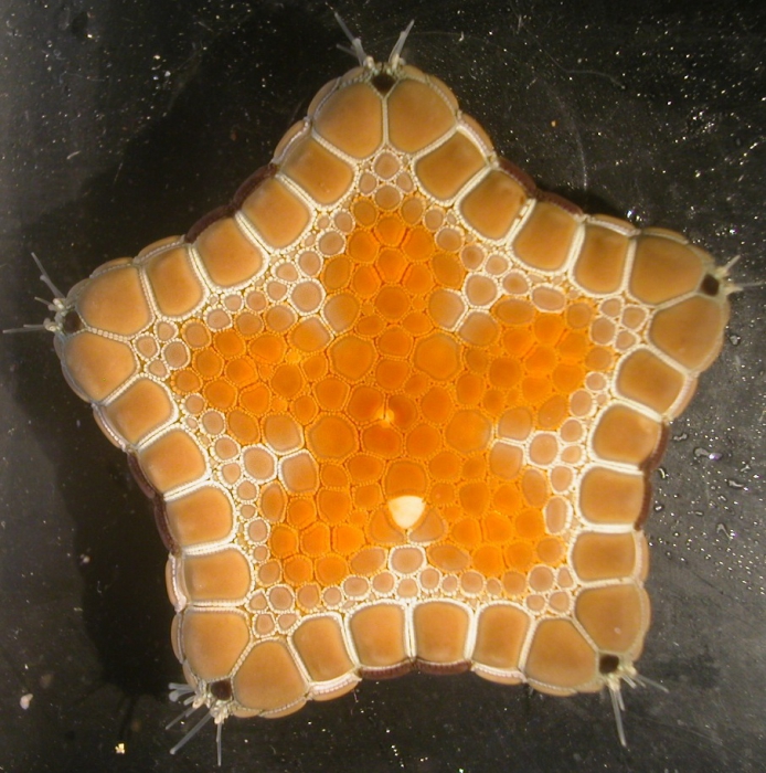 Tosia australis aboral surface Tosia australis aboral surface