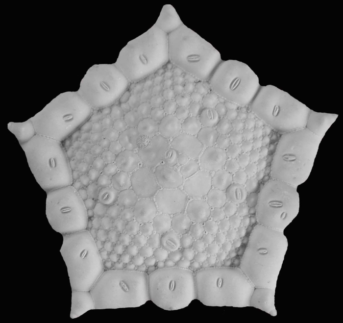 Akelbaster aboral surface Akelbaster aboral surface