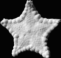 Echinodermata (echinoderms)