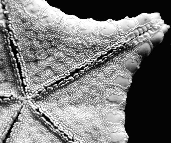 Ryukuaster oral surface Ryukuaster oral surface