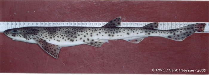 Scyliorhinus canicula (Linnaeus, 1758) Scyliorhinus canicula (Linnaeus, 1758)