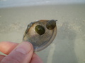 Mollusca (molluscs)