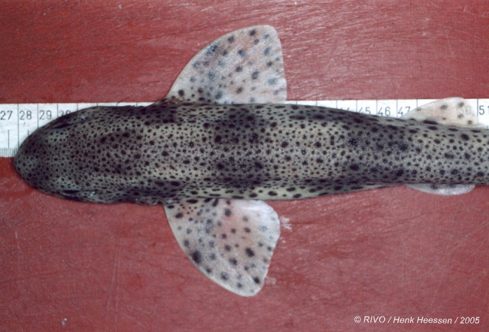 Scyliorhinus canicula (Linnaeus, 1758) Scyliorhinus canicula (Linnaeus, 1758)