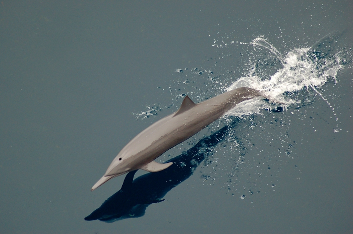 Central American spinner dolphin (Stenella longirostris centroamericana)