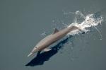 Central American spinner dolphin (Stenella longirostris centroamericana)