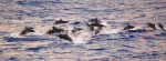 School of spinner dolphins (whitebelly form) in the eastern tropical Pacific