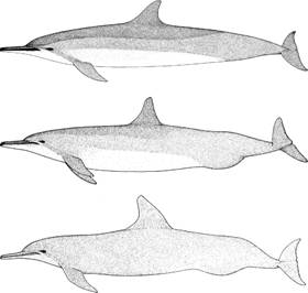 3 forms of spinner dolphin in the Pacific: Gray's (S. l. longirostris),top; eastern (S. l. orientalis), bottom; and intermediate whitebelly form, middle. 3 forms of spinner dolphin in the Pacific: Gray's (S. l. longirostris),top; eastern (S. l. orientalis), bottom; and intermediate whitebelly form, middle.