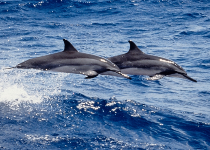 Gray's spinner dolphins (S. l. longirostris) Gray's spinner dolphins (S. l. longirostris)