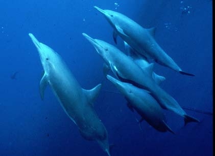 Eastern spinner dolphins (S. l. orientalis) in the eastern tropical Pacific. Note forward-canted dorsal fin and ventral hump on adult male. Eastern spinner dolphins (S. l. orientalis) in the eastern tropical Pacific. Note forward-canted dorsal fin and ventral hump on adult male.