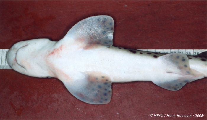 Scyliorhinus canicula (Linnaeus, 1758) Scyliorhinus canicula (Linnaeus, 1758)