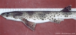Scyliorhinus canicula (Linnaeus, 1758) 