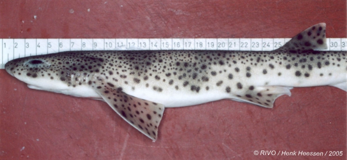 Scyliorhinus canicula (Linnaeus, 1758) Scyliorhinus canicula (Linnaeus, 1758)