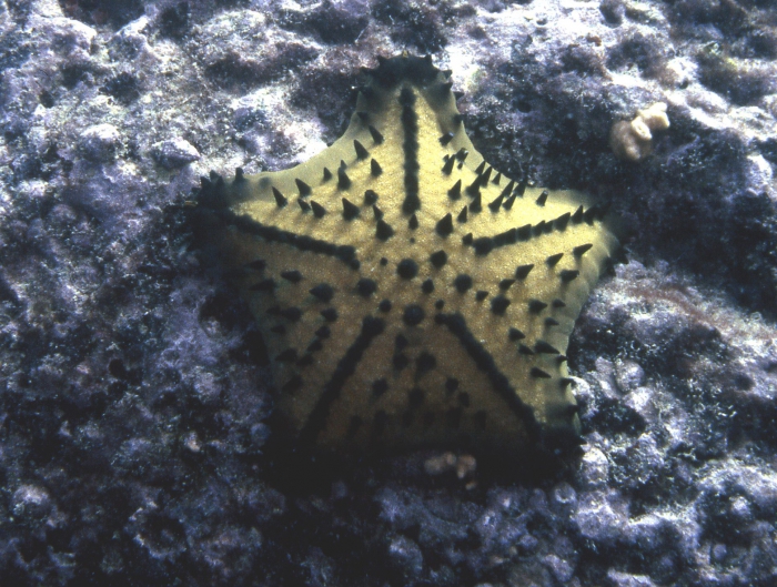 Nidorellia armata from Galapagos Islands. Nidorellia armata from Galapagos Islands.
