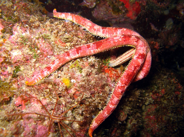 Copidaster schismochilus from the Cape Verde Islands Copidaster schismochilus from the Cape Verde Islands