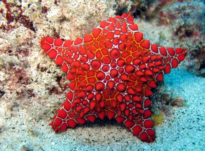 Goniaster tessellatus from the Cape Verde Islands Goniaster tessellatus from the Cape Verde Islands