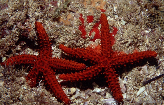 Echinaster (Othilia) echinophorus from Brazil Echinaster (Othilia) echinophorus from Brazil