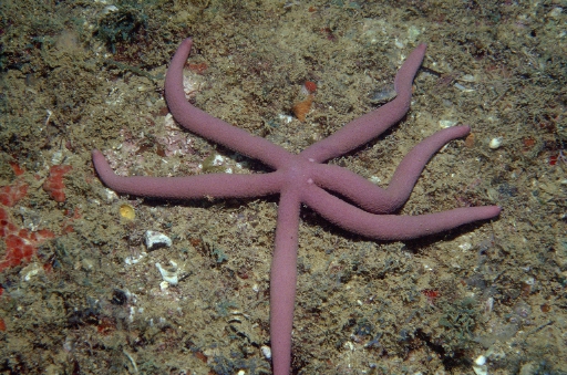 Linckia guildingi from Brazil Linckia guildingi from Brazil