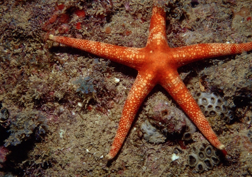 Narcissia trigonaria from Brazil