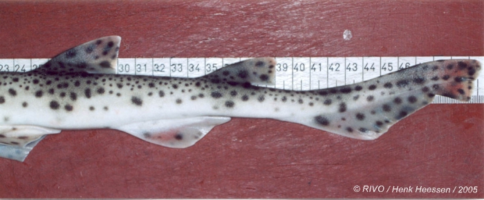 Scyliorhinus canicula (Linnaeus, 1758) Scyliorhinus canicula (Linnaeus, 1758)