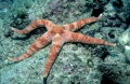 Echinodermata (echinoderms)