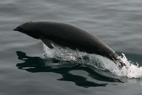 Northern right whale dolphin Northern right whale dolphin
