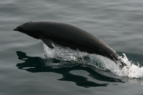 Northern right whale dolphin 