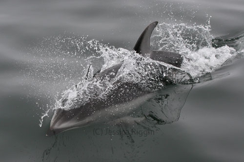 Pacific white-sided dolphin