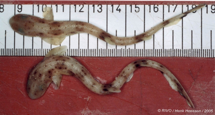 Scyliorhinus canicula (Linnaeus, 1758) Scyliorhinus canicula (Linnaeus, 1758)