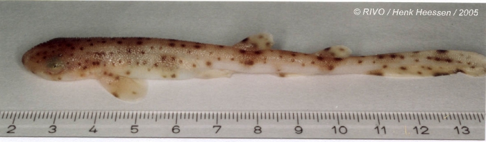 Scyliorhinus canicula (Linnaeus, 1758) Scyliorhinus canicula (Linnaeus, 1758)