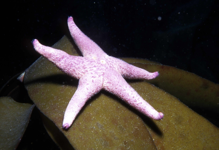 Henricia oculata from the Isle of Man