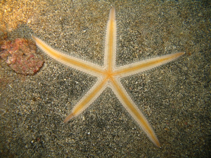 Luidia atlantidea from the Cape Verde Islands Luidia atlantidea from the Cape Verde Islands