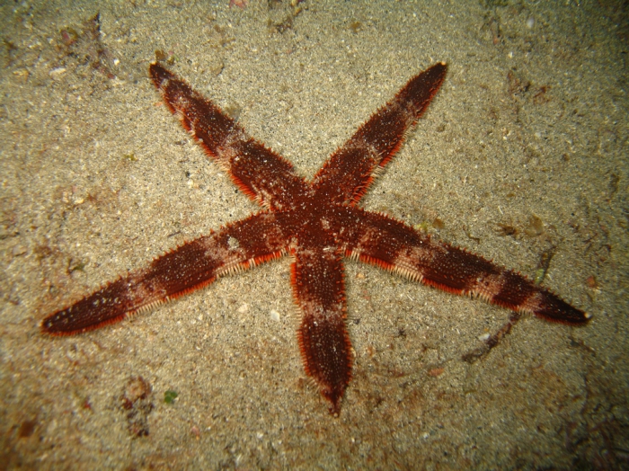 Luidia alternata numidica from the Cape Verde Islands Luidia alternata numidica from the Cape Verde Islands