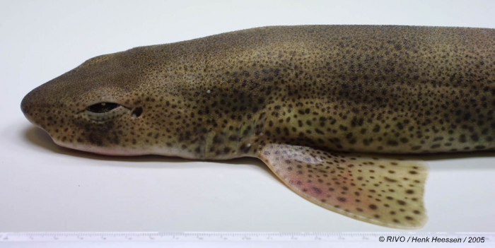 Scyliorhinus canicula (Linnaeus, 1758) Scyliorhinus canicula (Linnaeus, 1758)
