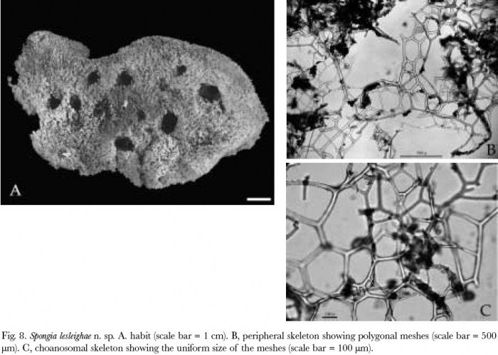 Spongia (Spongia) lesleighae holotype