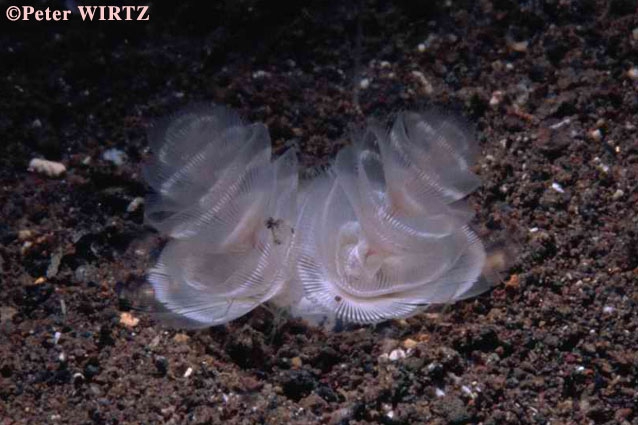 Phoronopsis californica in Madeira: São Pedro, southeast coast, about 30 m depth.