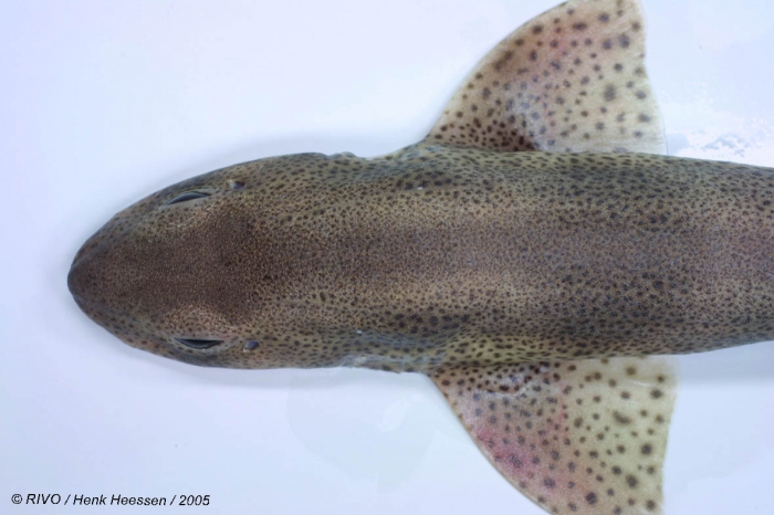 Scyliorhinus canicula (Linnaeus, 1758) Scyliorhinus canicula (Linnaeus, 1758)