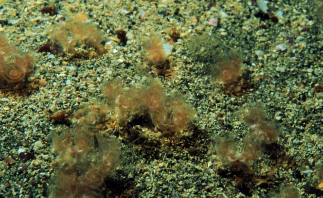 Phoronopsis harmeri Phoronopsis harmeri