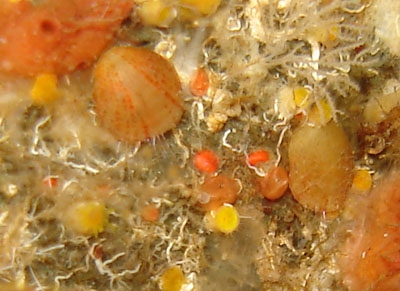 Kraussina mercatori from Santana Island, Sao Tome Kraussina mercatori from Santana Island, Sao Tome